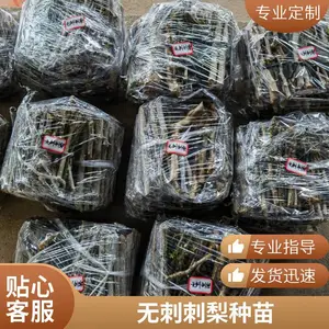 ��ֲ���޴̴��澭��Ч���