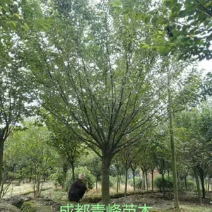 成都樱花 四川樱花 成都樱花基地直销