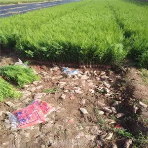 陕西侧柏基地 周至买侧柏 农户批发