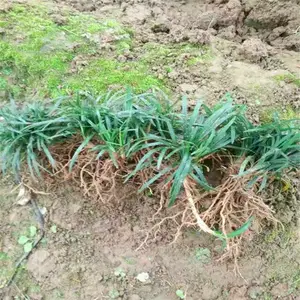 广西崇左春鹃小苗的价格质量认证