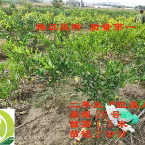 出售桔苗红美人,2年生,爱媛28号柑橘苗