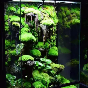 湖南长沙生态雨林缸、大型水族箱、鱼缸定做维护价格案例公司找湖南绿蚁人
