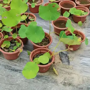 ˯�� ���Ժɻ� ˮ��ֲ��Ʒ�ֶ��� ����԰���̻�˯����