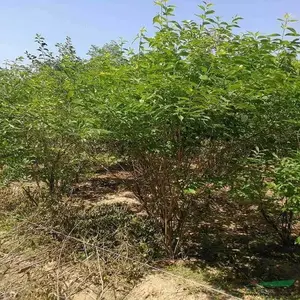 供应150公分金银木 成活***独杆金银木