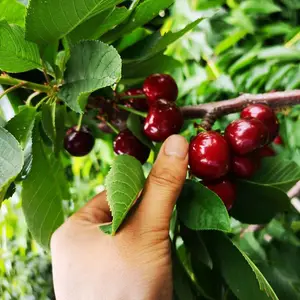�ͺ��޽Ӻ���ӣ���� ����˹�˺�ӣ����۸� ����˹8�Ŵ�ӣ����