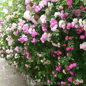 出售蔷薇 红花蔷薇 一二年生红花蔷薇营养杯苗 包成活率