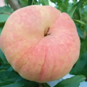 ë����۸� ���Ļ�����ѩë������ 18��������