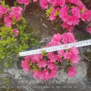 成都春鹃基地现货 春鹃图片 绿化苗木春鹃 工程苗春鹃现货