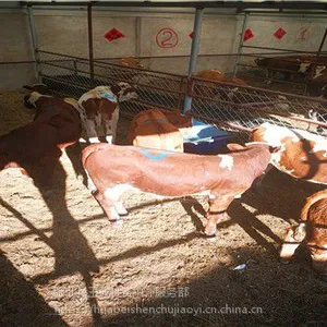 较新肉牛犊价格行情走势这里的肉牛犊质量好