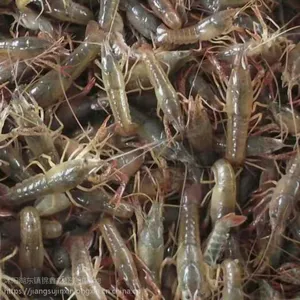 青虾 虾苗 种虾养殖技术