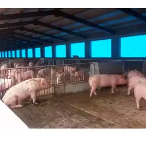 猪场卷帘布尺寸订做 鸡场卷帘布设计图 陕西养殖牛场保温卷帘布