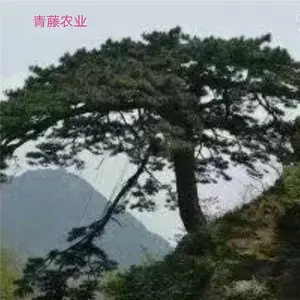 泰安市青藤农业科技有限公司
