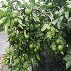���ϳ�ɳ�����۽�����ض���Ǯ_�����۽�������