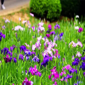 批发水生植物花菖蒲 花菖蒲 花卉成活*** 量大优惠