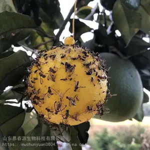 ������Ӭ�� ��Ӭ��ճӬ�� ���ʵӬ�� Ľ��Դ