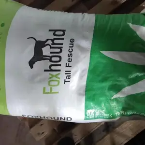 蛇目菊大滨菊花籽矮牵牛花种子野菊草棒草籽北京栾黄花槐酸枣
