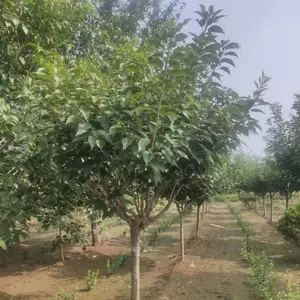 山东地径6公分樱花树胸径6公分樱花树图片