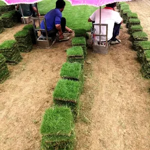 马尼拉草坪 云南昆明保持水土绿化用的草种出售价格 多少钱