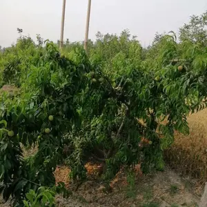 �������ؼ޽������磬1-5�������磬���ʼ޽�Ʒ�������������Ż�