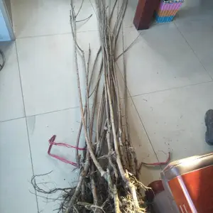 2.5���ֺ��ӣ���� 2��ӣ���������Ǯ