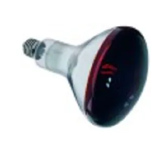 �¹�SCHOLL��������ȹ�710135�����أ����µ�