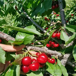 3-5����ӣ�����籨�� 2��Ի�ӣ���� ��ũũҵ1-5�Ի�ӣ����