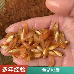 鲤鱼苗 鲤鱼水花苗 产地直供 省去中间商差价 水产育苗采购优选