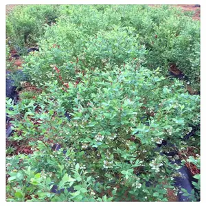 润景直销奥尼尔蓝莓 南好蓝莓 行情报价 盆栽蓝莓苗