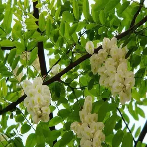 优质紫穗槐批发-紫穗槐批发-龙博紫穗槐基地直销(查看)