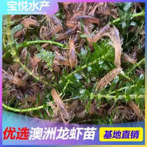 贵州黔西小龙虾苗价格澳洲龙虾苗在哪里买