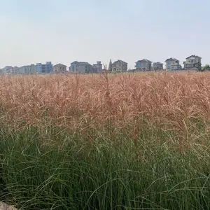 佳颖园艺 细叶芒基地直销 细叶芒价格优