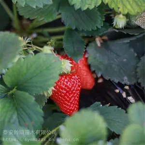 ţ�̲�ݮ�� ������ľ��Ӧ ˧����ľ ���޲�ݮ�� ������