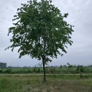陕西商洛二乔苗木榆树小苗种植基地装车价格,2米高榆树苗基地,榆树小苗产地报价