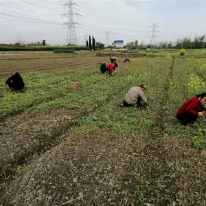 甘孜脆红李子苗-甘孜脆红李子苗每日报价
