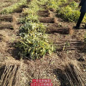 刺槐苗价格!!(0.6/0.7/0.8公分)刺槐苗++(1年2年)刺槐苗