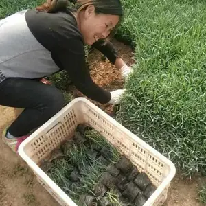 石竹营养杯苗北京基地供应
