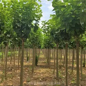 ���۶��㣨�޽��磩�˸�1.2�� ����0.3��0.4��0.5��0.6��