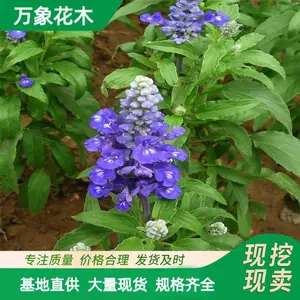 �޸��ر����� ������β�� ����Ӫ������ �ɹ�԰ͥԺ�̻����̻���