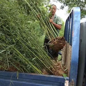 山西绿化竹子北方耐寒竹子适合北方种植的观景竹苗护坡绿化
