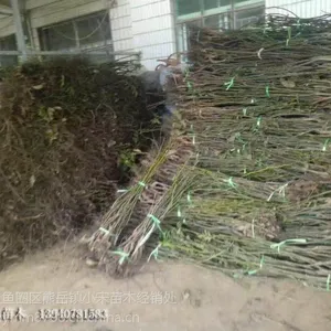 �ɺ�3�ź�����Ʒ�ּ�� ���ط���