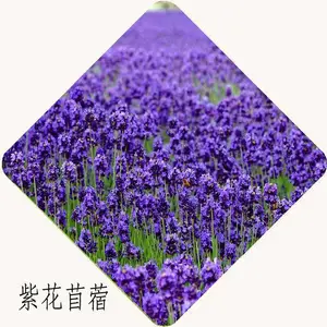 养殖牧草黑麦草种子耐寒高产南方北方牧草猪牛羊鸡鸭草籽苏丹草