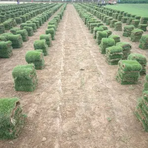 马尼拉草皮 贵州贵阳城市花园广泛运用绿化草皮 草坪价格