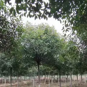 红叶石楠树价格,11公分13公分石楠树怎么样