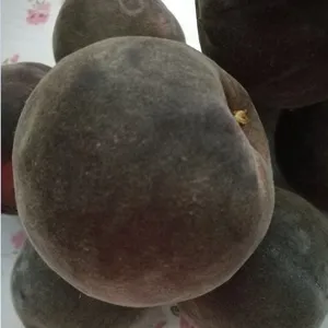供应桃苗新品种基地_黑桃_黑桃品种介绍