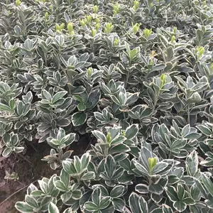 湖南张家界金边黄杨 生态旅游景点绿化用的植物***格 哪里有卖的