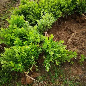 萍乡绿化杜鹃小苗 萍乡专业种植绿化杜鹃基地 萍乡杜鹃价格
