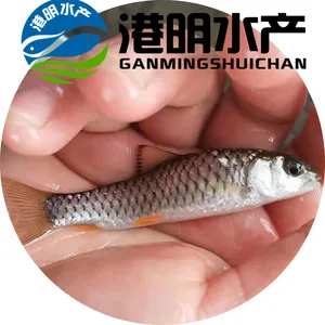 人气好货军鱼苗供应佛 山港明水产淡水鱼苗批发基地