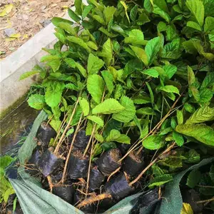 多花黄花风铃木小苗价格 广东黄花风铃木小苗基地直销商
