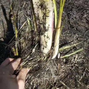 水生植物香蒲苗 出售花叶香蒲 耘利合花卉 基地供应