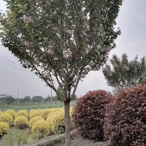 8�����ձ���ӣ�� ������� ӣ�����Թ�Ӧ �Բ�����ӣ����